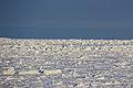 Arctic ocean Utqiagvik Alaska